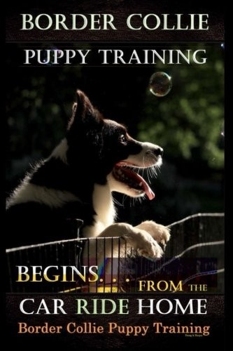 Border collie puppy training - puppy,