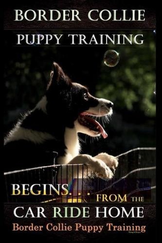 Border collie puppy training - border,