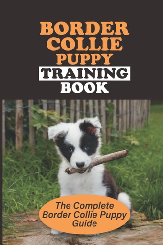 Border collie puppy - border,