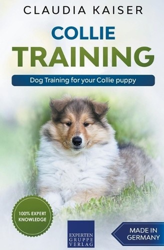 Collie training dog - -,