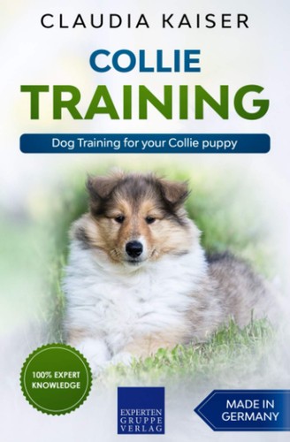 Collie training dog - collie,