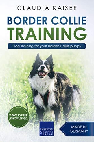 Border collie training dog - collie, training: