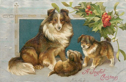 Collie dog with her - collie,