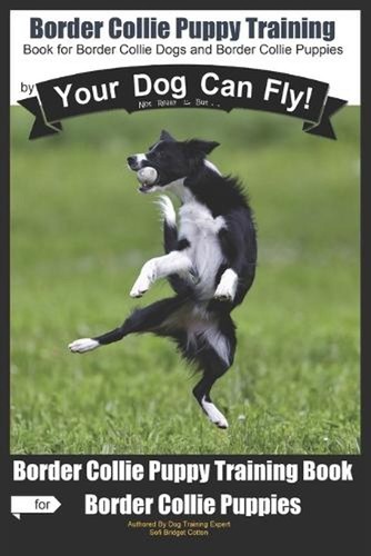Border collie puppy - puppy, training