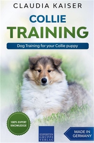Collie training dog - training,