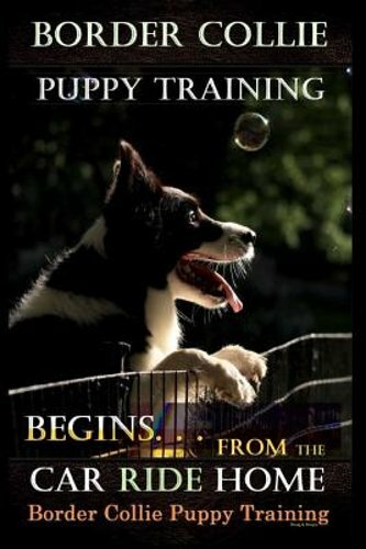 Border collie puppy - collie, training