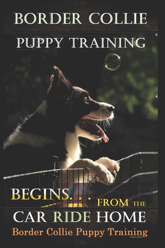 Border collie puppy training - border,