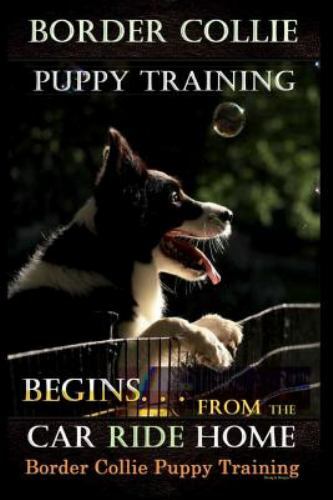Border collie puppy training - border,